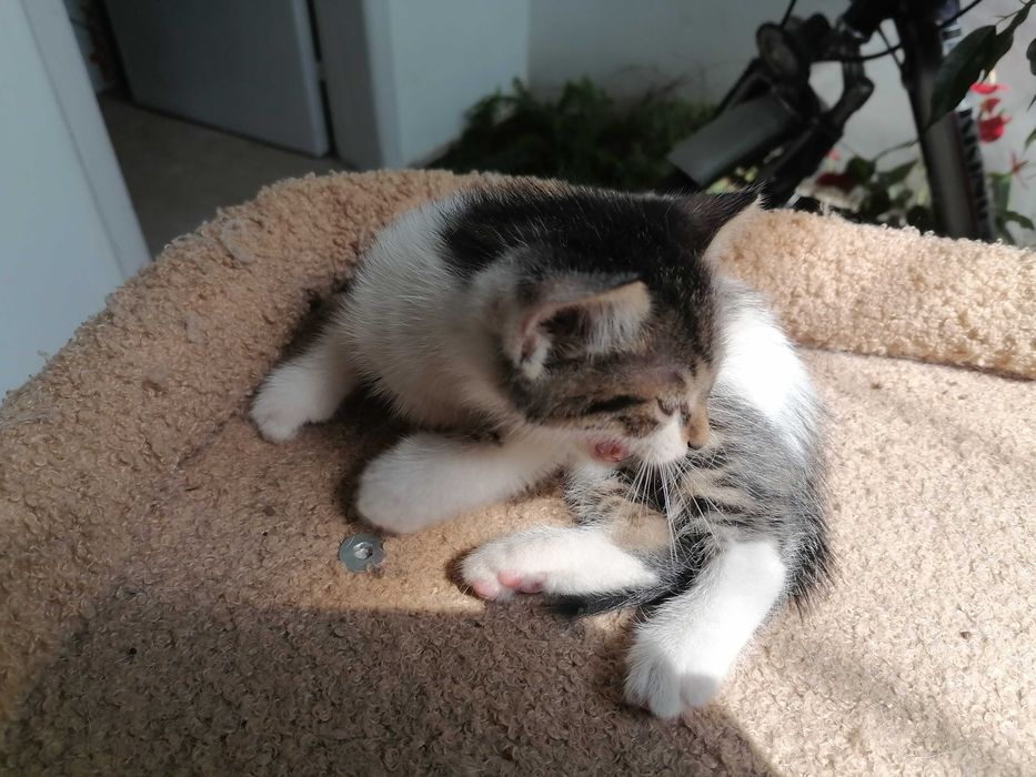 Подарявам котенца