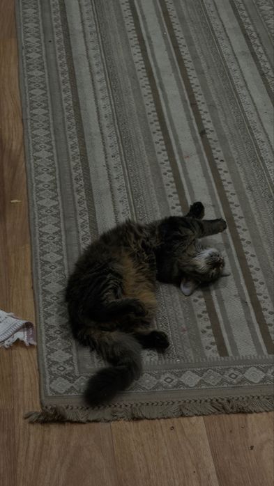 Отдам кошечку в добрые руки