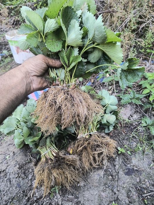 Разсад ягоди , малини и къпини