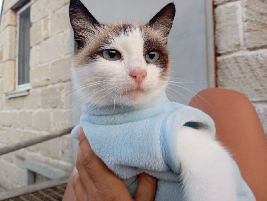 Котёнок кот кошка
