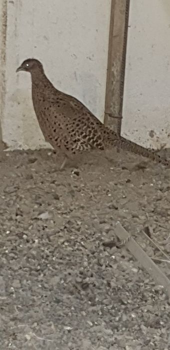 Продаётся фазан самка