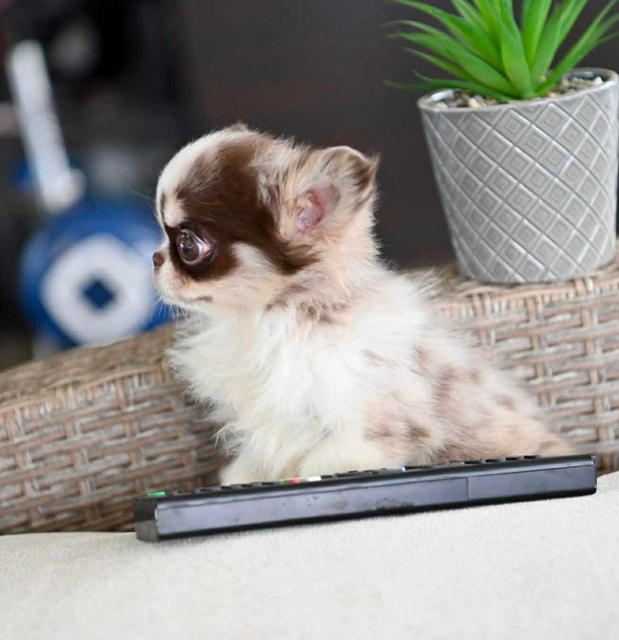 Женско дългокосместо миниатюрно чихуахуа шоколадово мерле