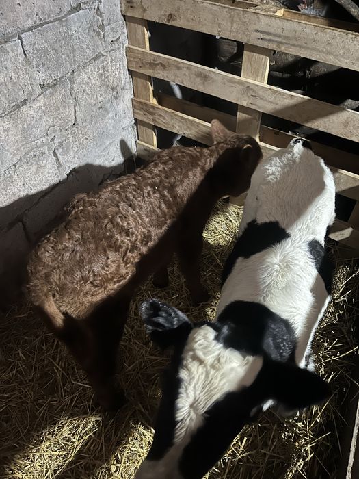 Продам корову с 2 телятами.