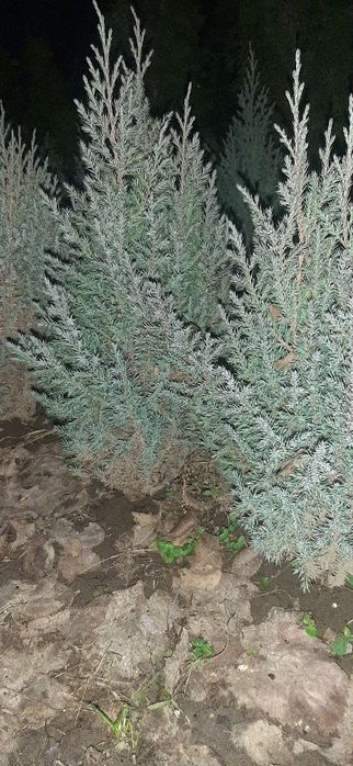 Продам сеянцы сорта СТРИКТА"