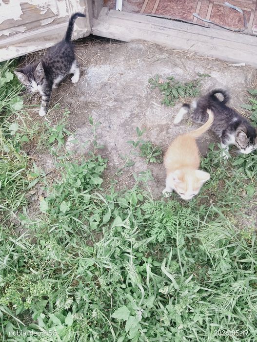 Животные,котята.