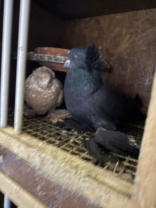 Porumbei Uriaș Maghiar,Preoți SaxoniJDB