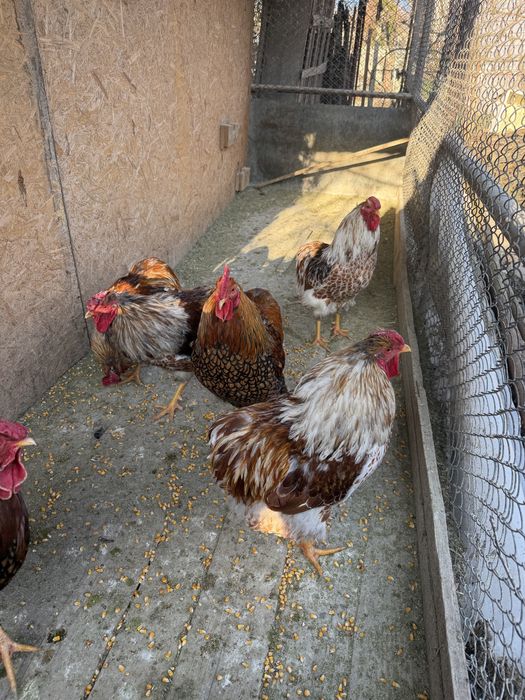 De vanzare Cocosi wyandotte gsg, splash, brahma, plymoth