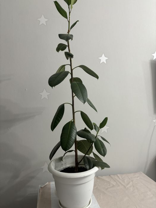 Продаю фикус большой, красивый