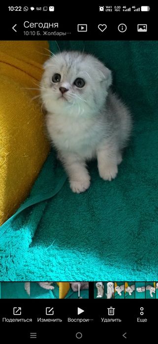 Котята шотланские