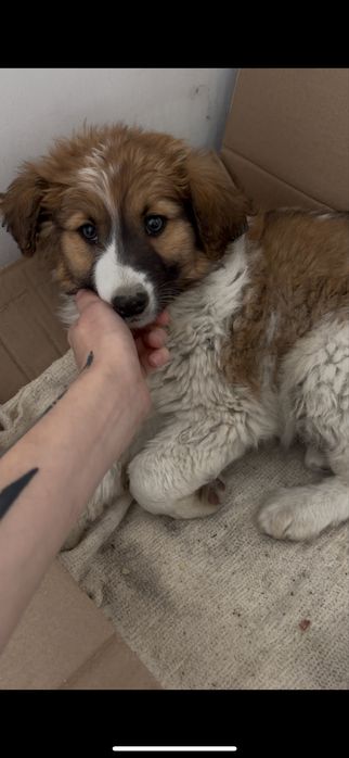 Отдам щенят в добрые руки!!!