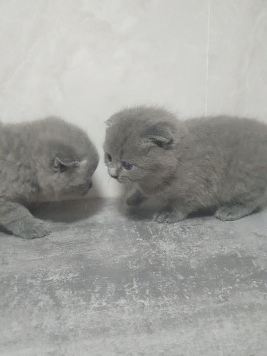 Котёнок британского пароди