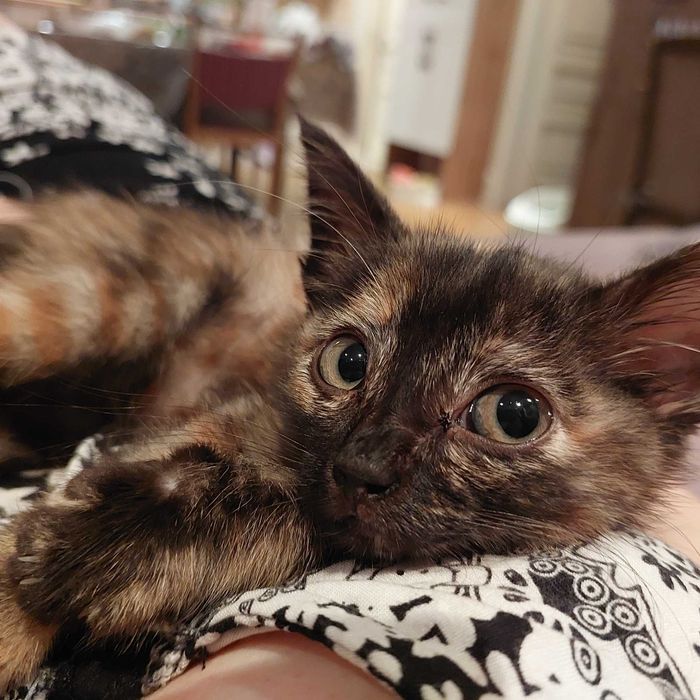 Котенок в хорошие руки!!