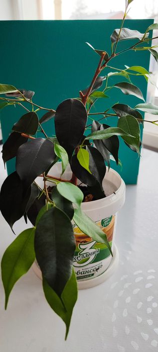 Продается цветок фикус Бенджамин