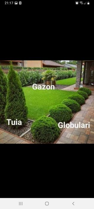 Vând plante ornamentale