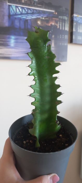 Эуфорбия по доступной цене