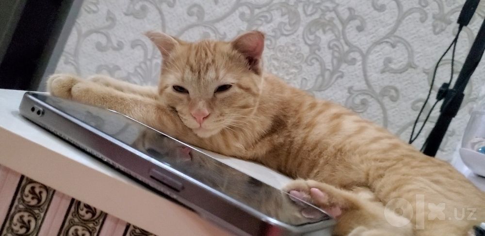 Parodis mushuk tozza ozoda