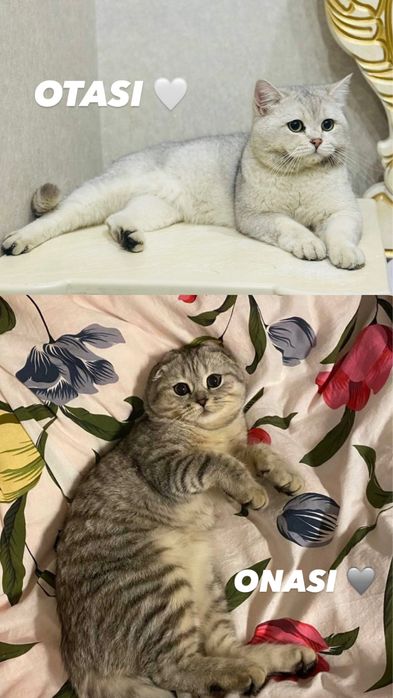 Shotlaniskiy mushugimiza sotiladi toza qon!!!