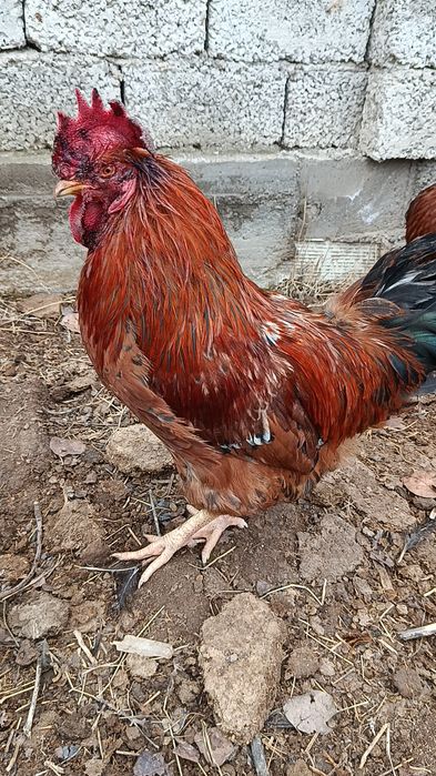 Корея Хан ҳеяп хўрозлар