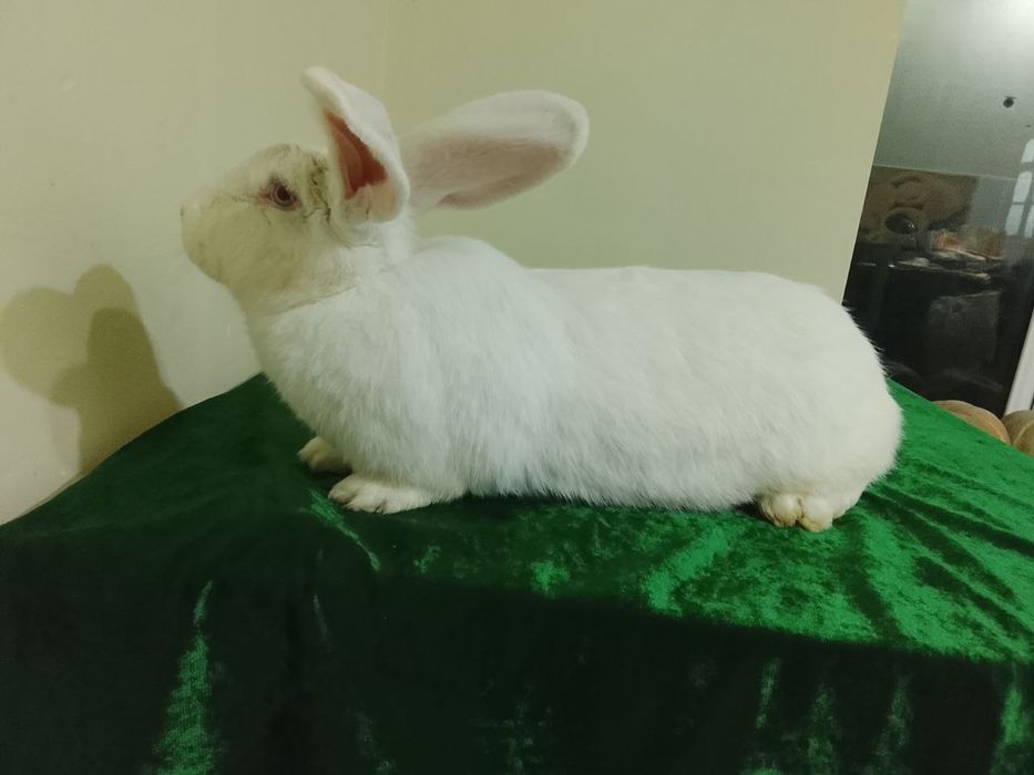 Куйонлар хар хил