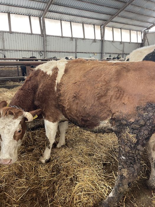 Vand 2 vaci tinere de lapte pentru pretentiosi