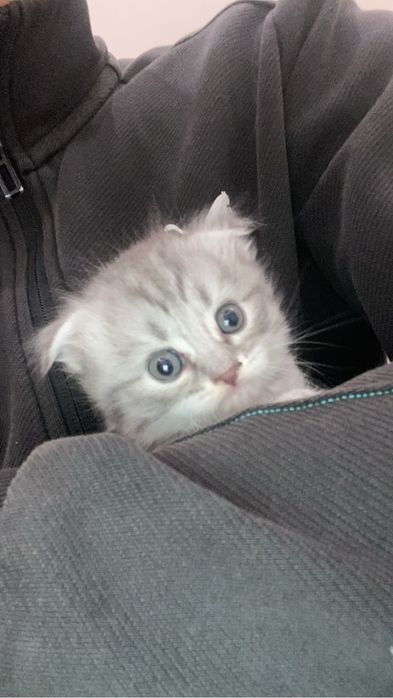 Котенок шотландский вислоухие девочка