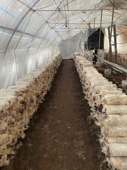 Теплица оцинкованная