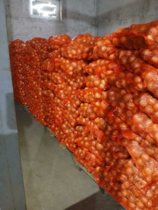 Ceapa diamant de la producator