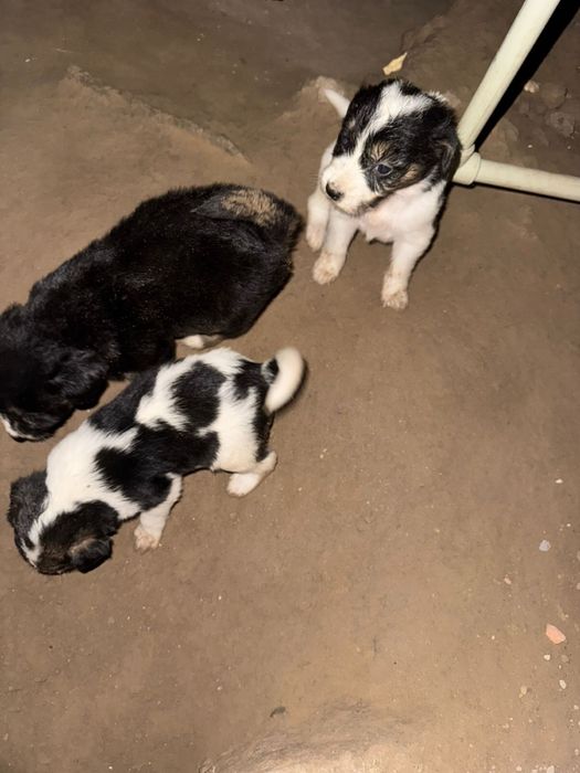 Продам щенят в хорошие руки