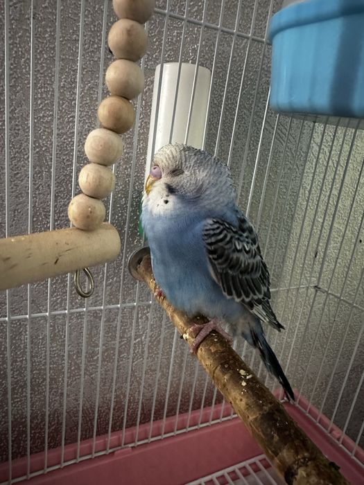 Попугай волнистый