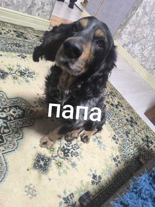 Отдам щенков помесь