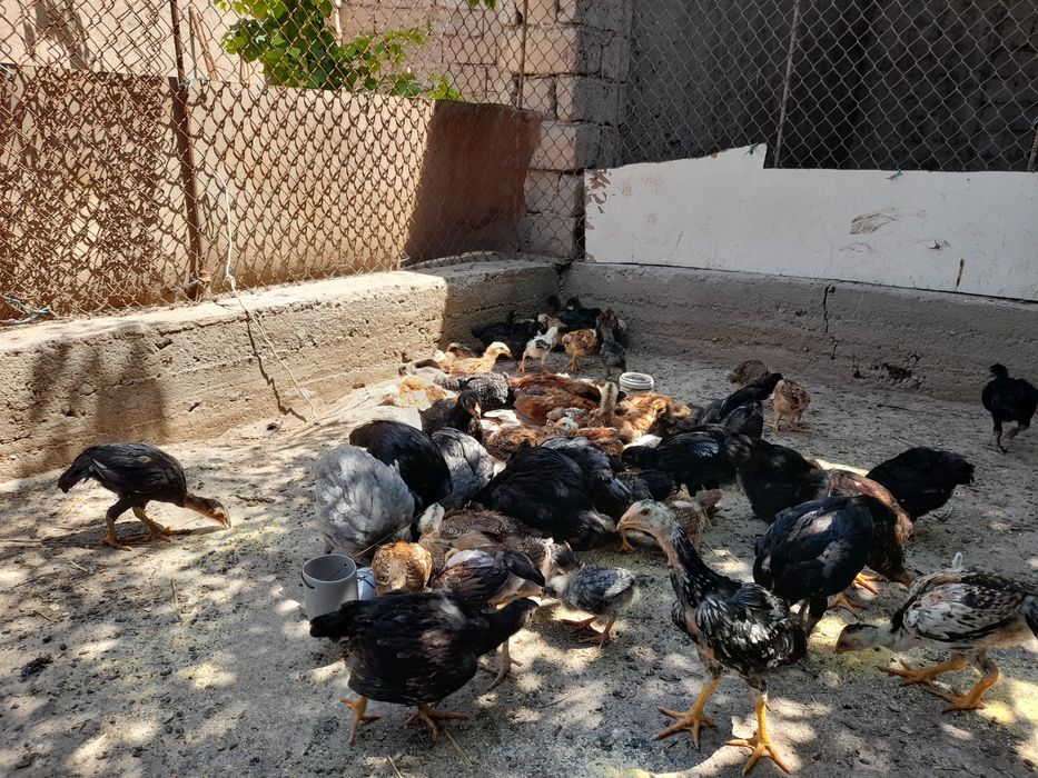 Xanxiyap 3 VA qora shagzoda jersey VA avistirolop jujalari