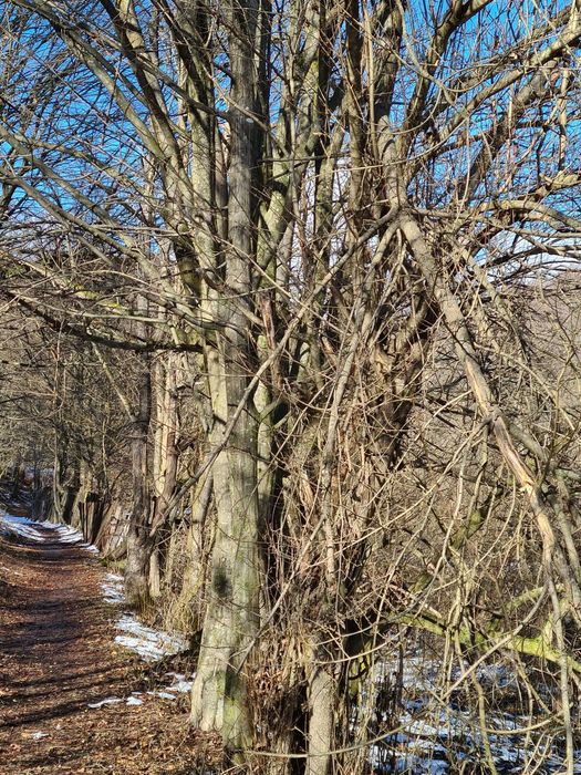 Teren intravilan de vanzare in Baia de Aramă