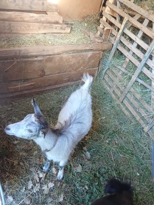 Iedute de vînzare