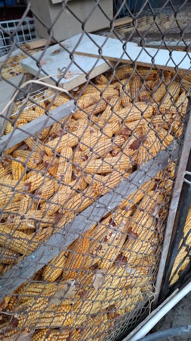 Кукуруза в качанах