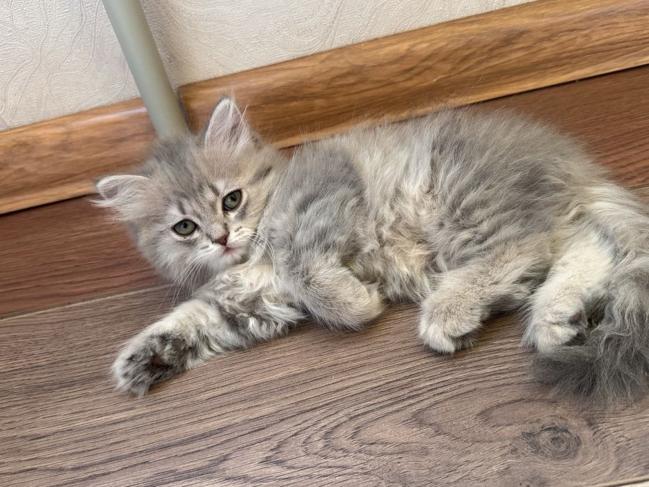 Продается котенок