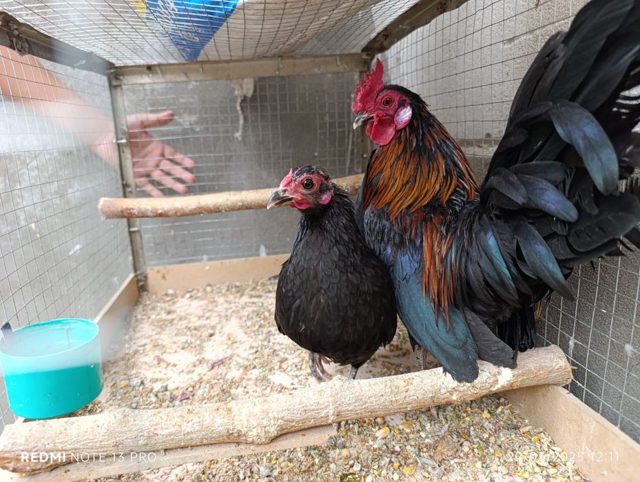 Yapon hoʻroz toʻvuq zoti felix