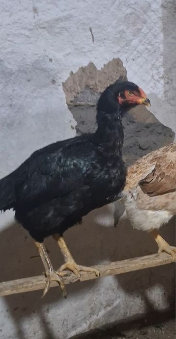 ПРОДАМ   Даканы Курочки