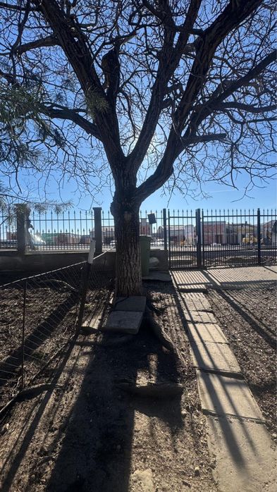 2 buc Nuc gratis taiat