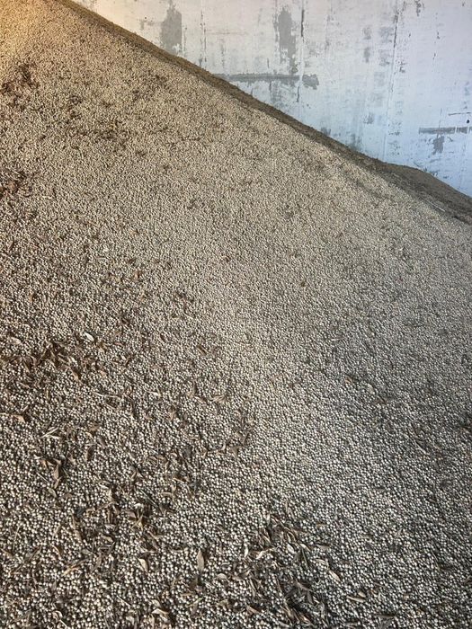 mazare productie 2025