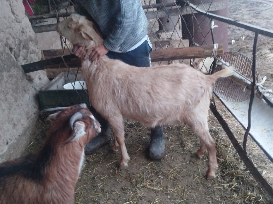 Ешкы.  сатылады.