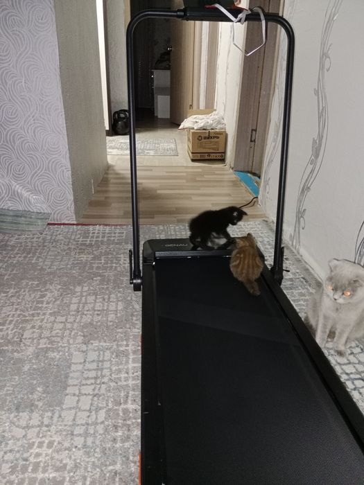 Котята шотландцы