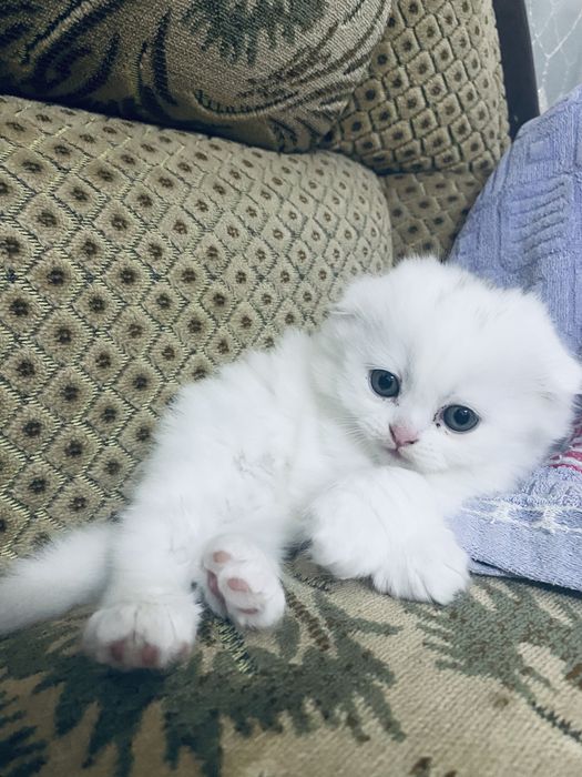 Шотландскии породисти