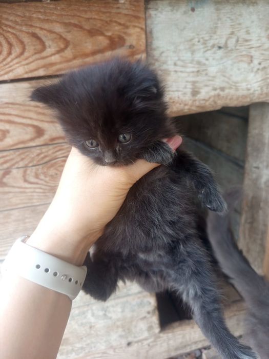 Отдам милых котяток