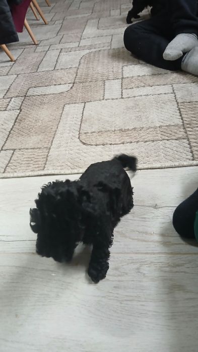 Продавам пудел той