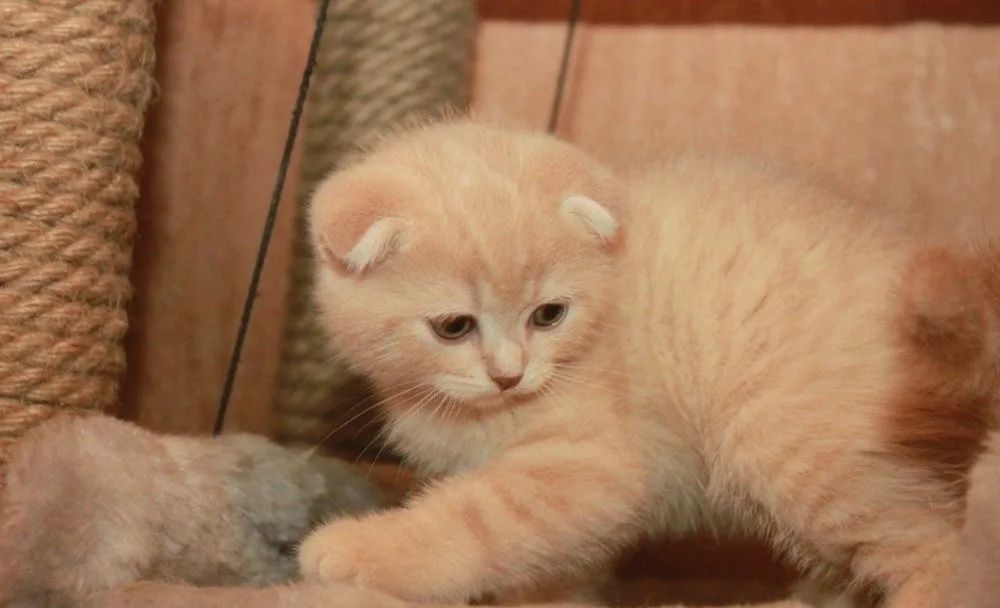 Котята шотландцы