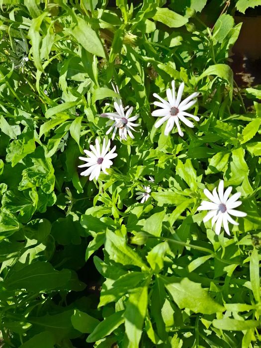 Продам дачу 6 общество, Рудный