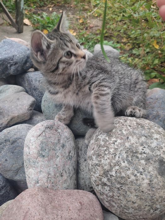 Отдадим котят в добрые руки