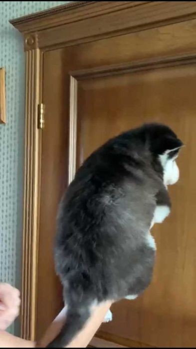 Голубоглазый хаски