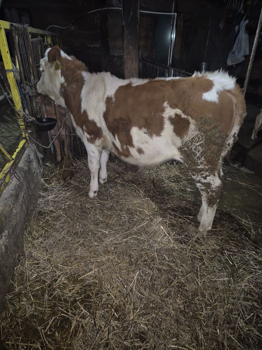 Vitea baltata romaniasca