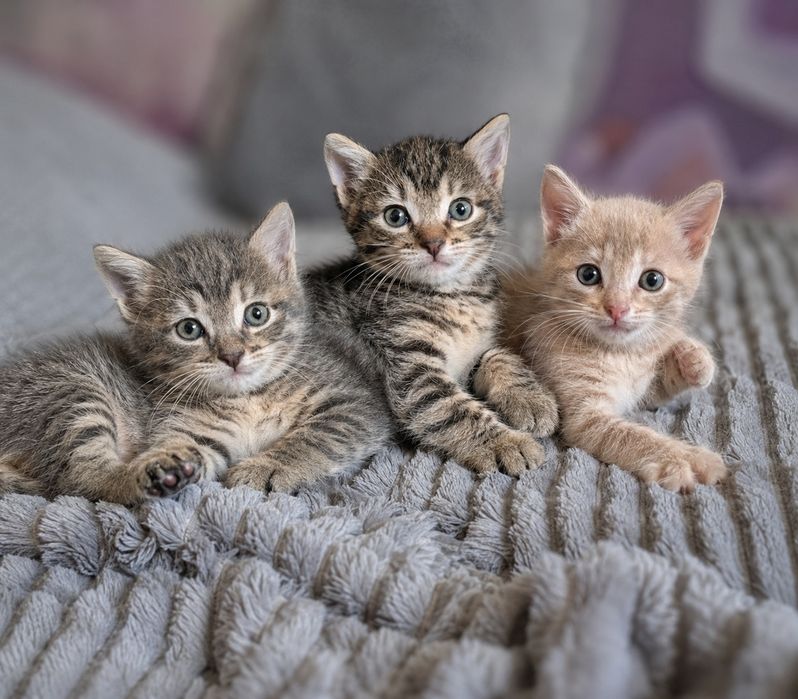 Ищем семью для котят